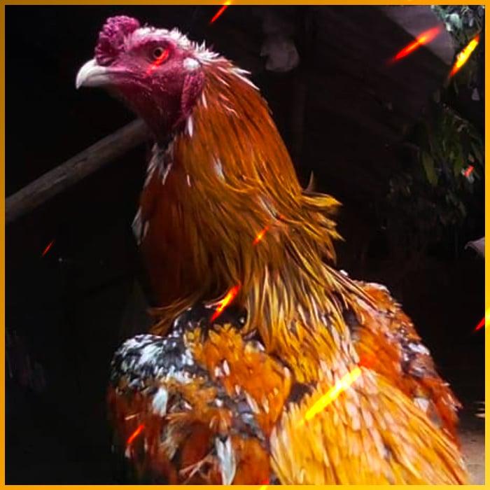 go wingo สล็อต เว็บแท้ ระบบทันสมัย มั่นคงปลอดภัยในไทย